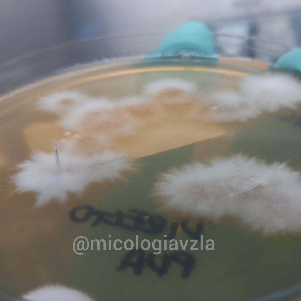 Macroscopic morphology of Microsporum canis. 

